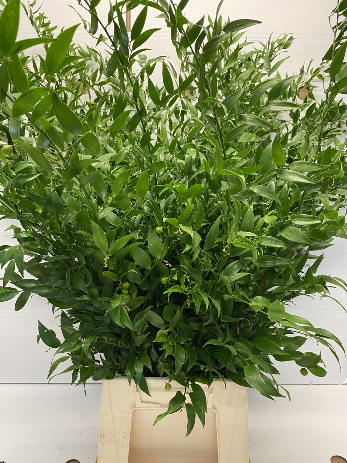 Ruscus Rosa Ruscus - Elemflora
